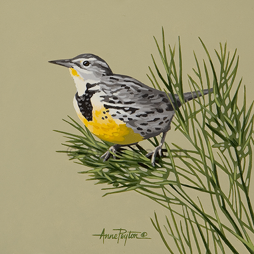 Western Meadowlark